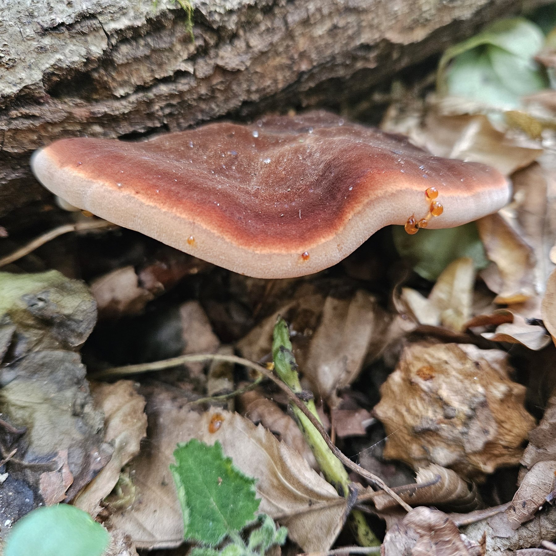 Fiatalon gyantacseppek jelenhetnek meg rajta.