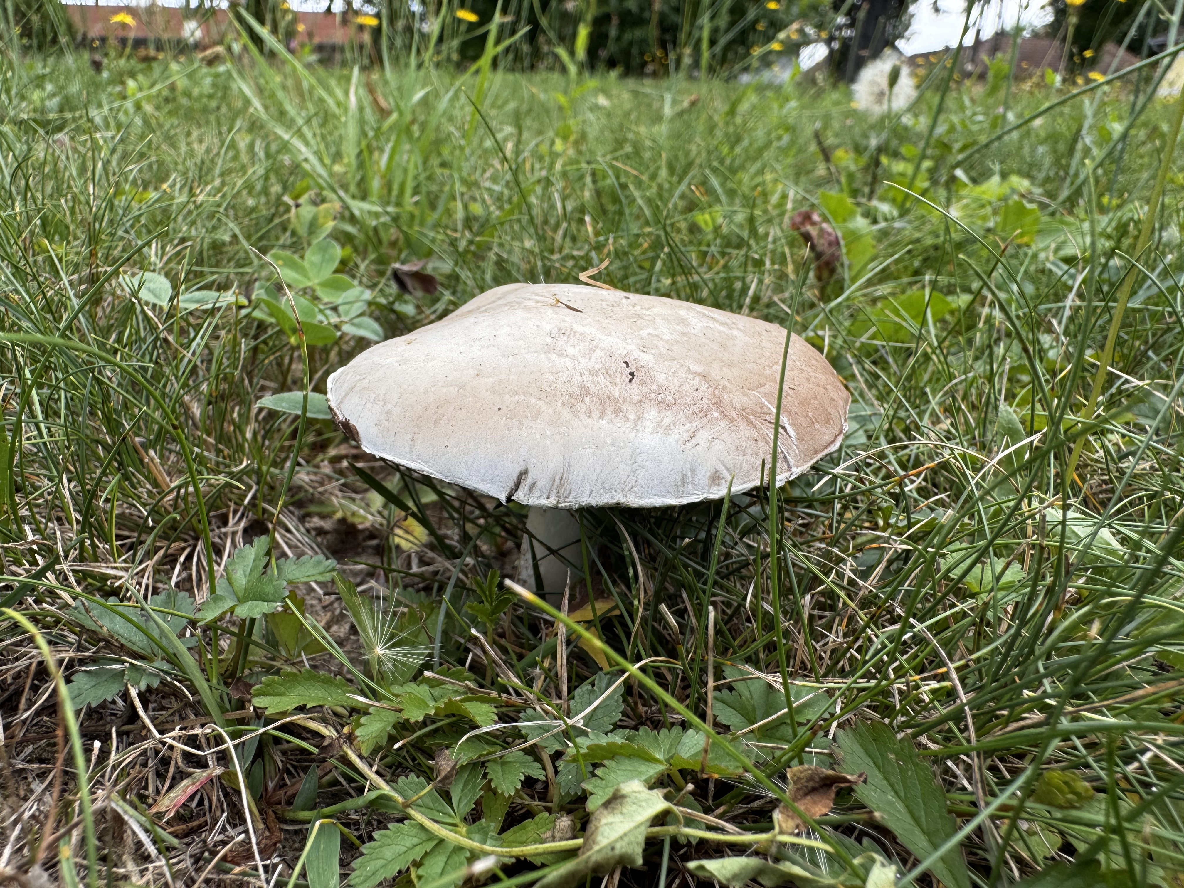 Kép