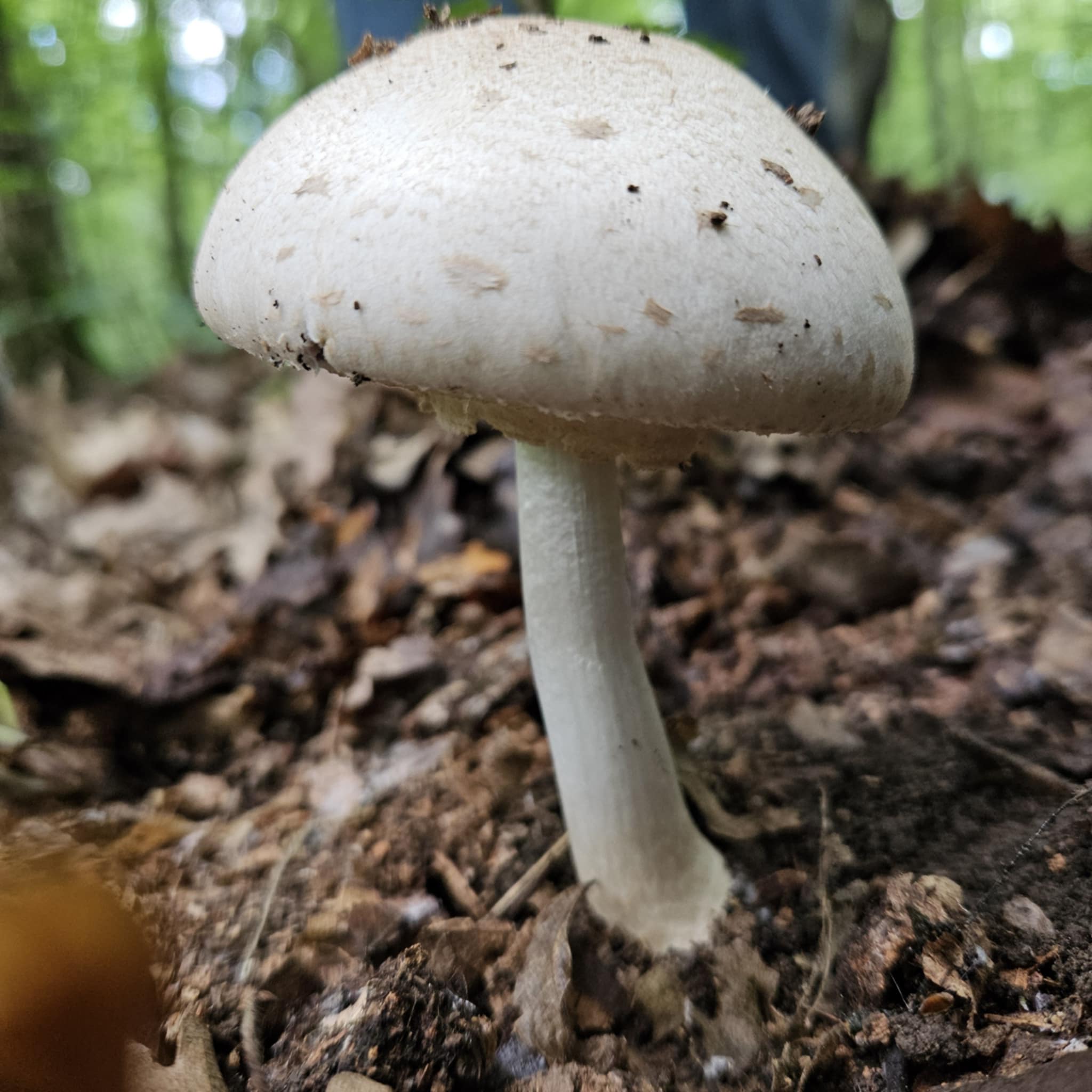 Kép