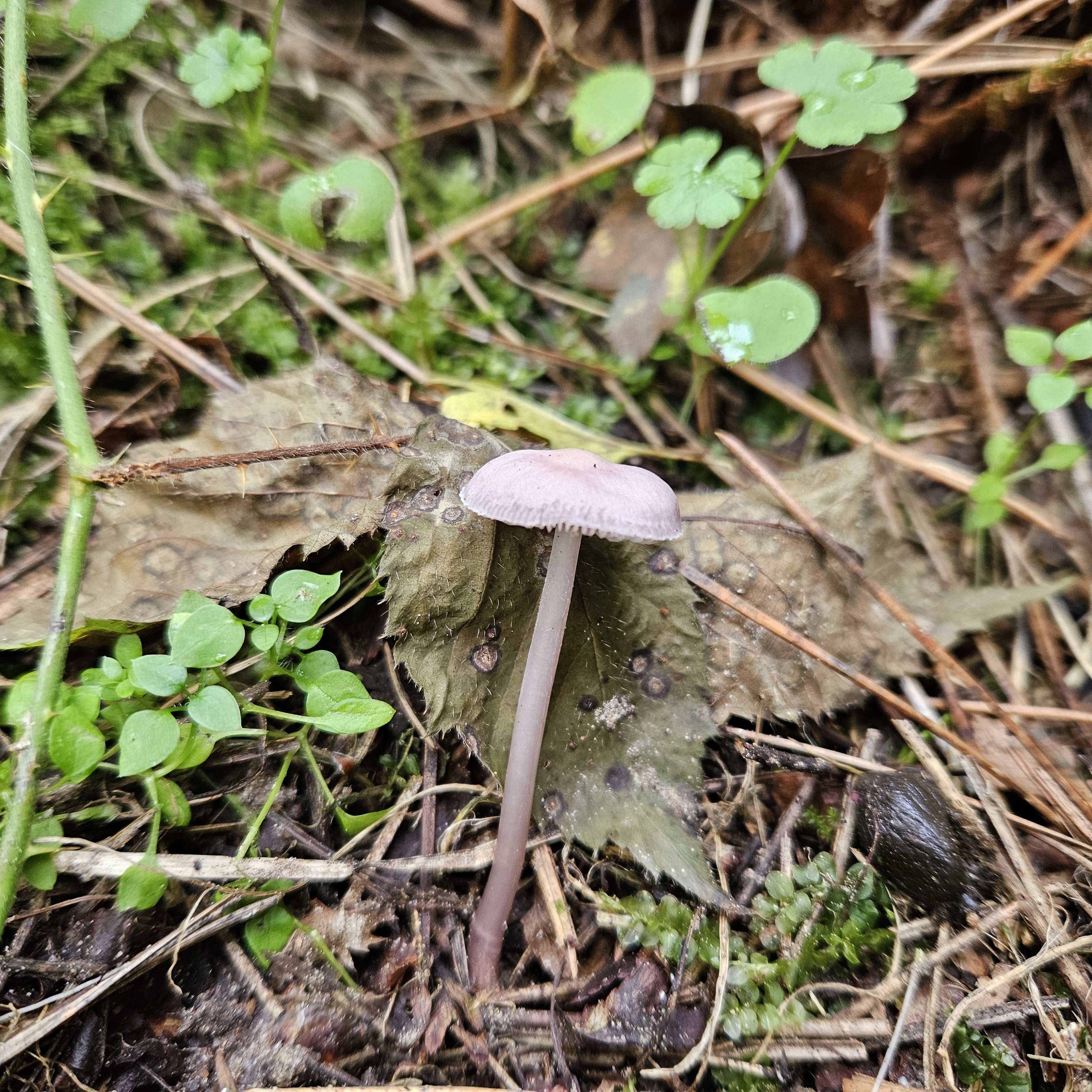 Kép