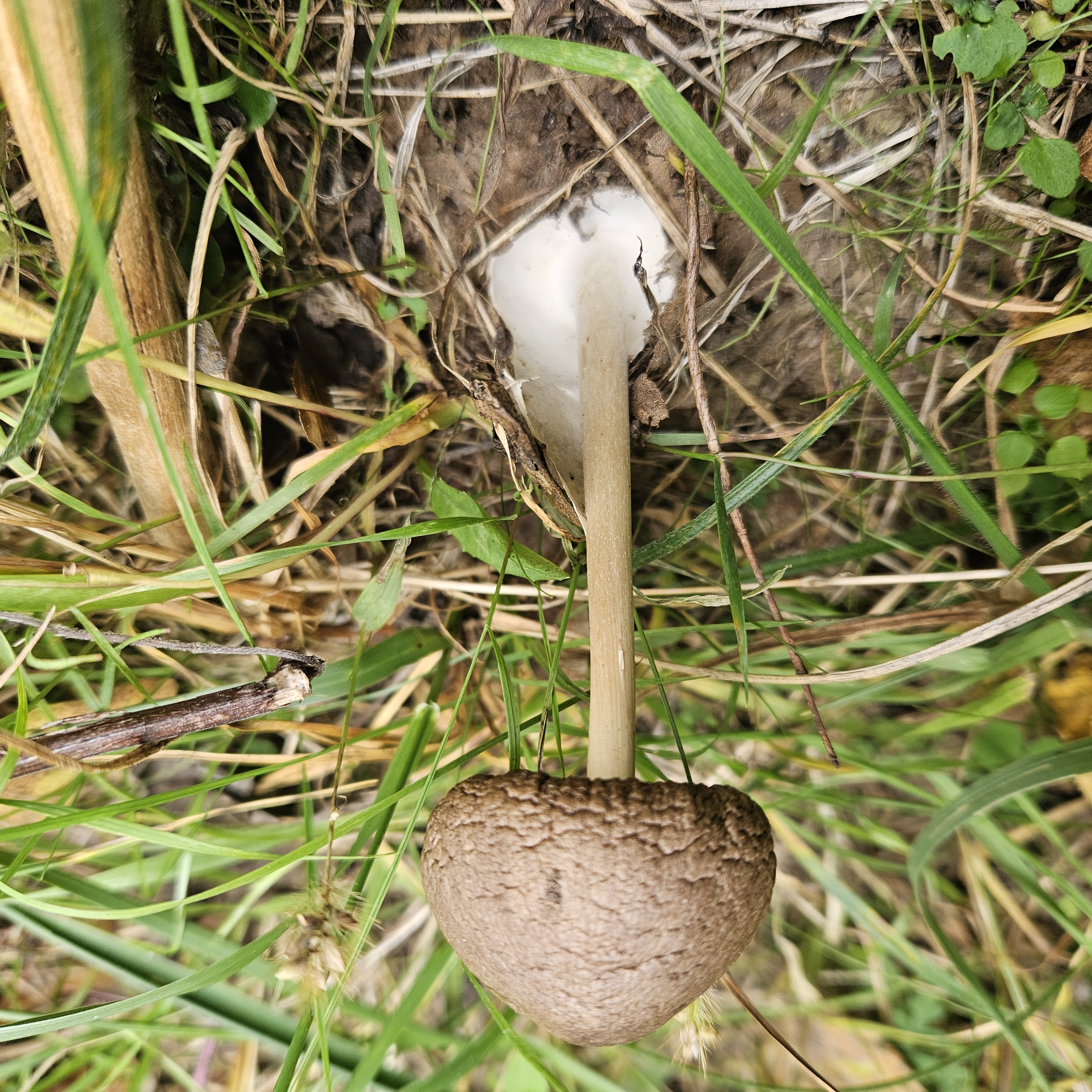 Kép
