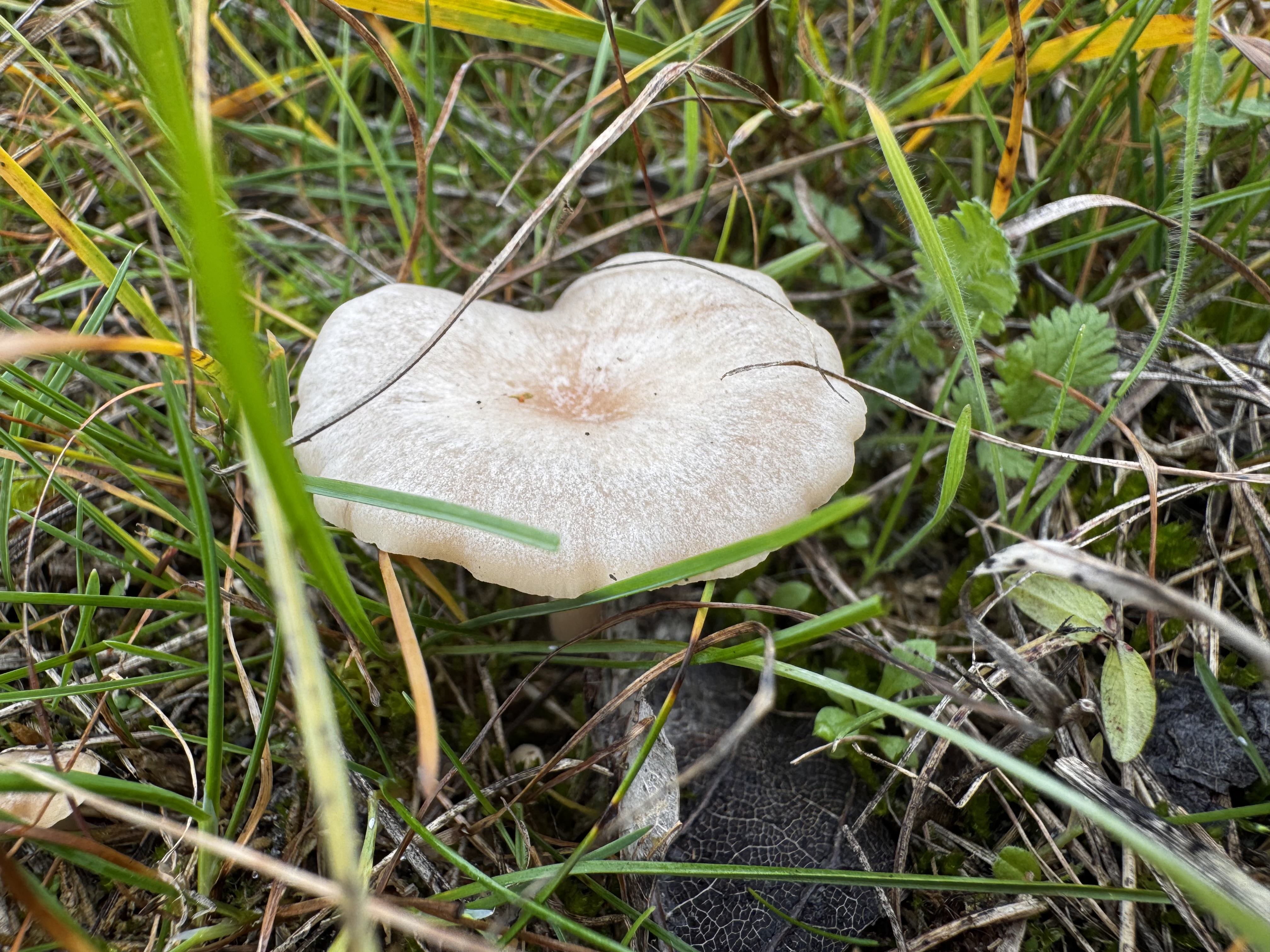 Kép